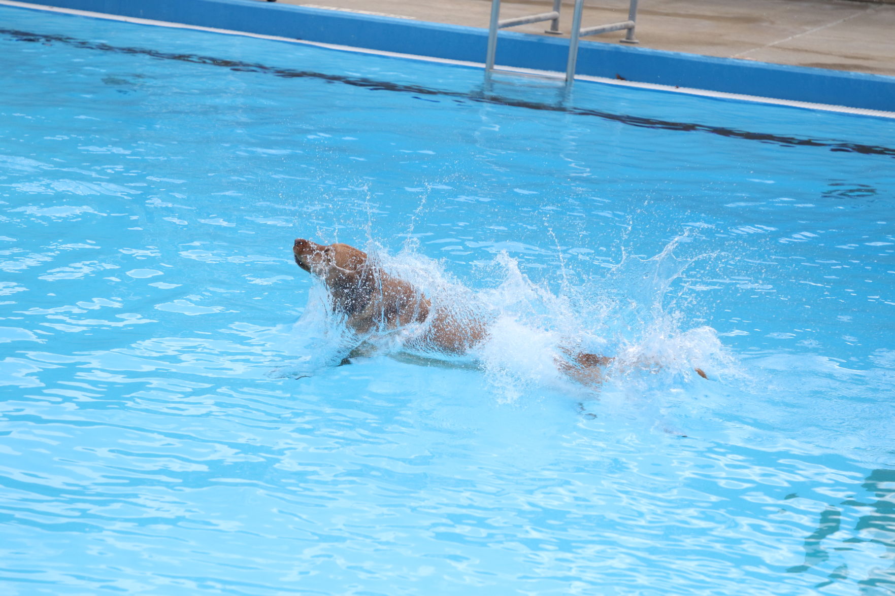 Dogs at the pool (39).JPG